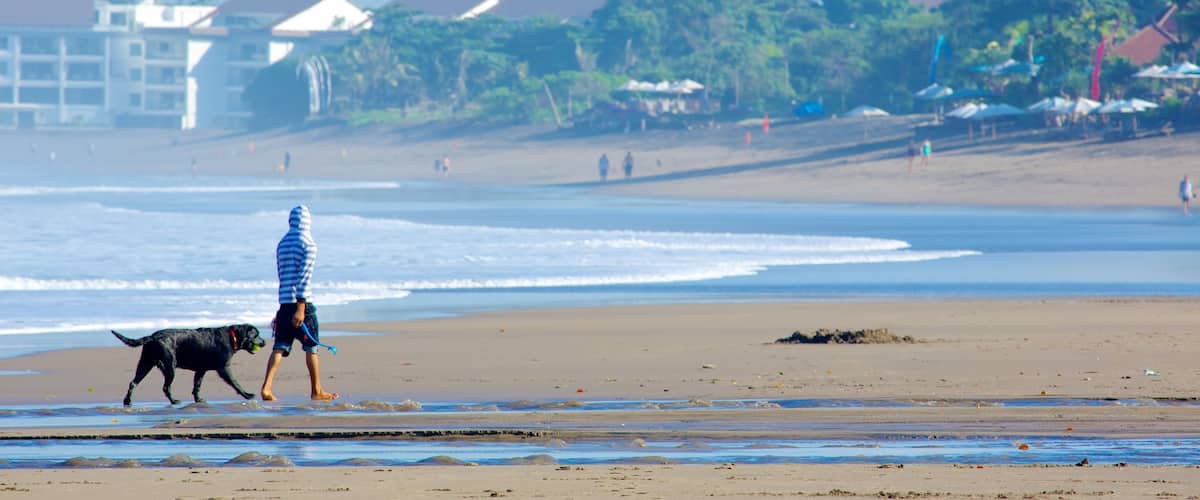 Seminyak showing a beach and cuddly or friendly animals as well as an individual male