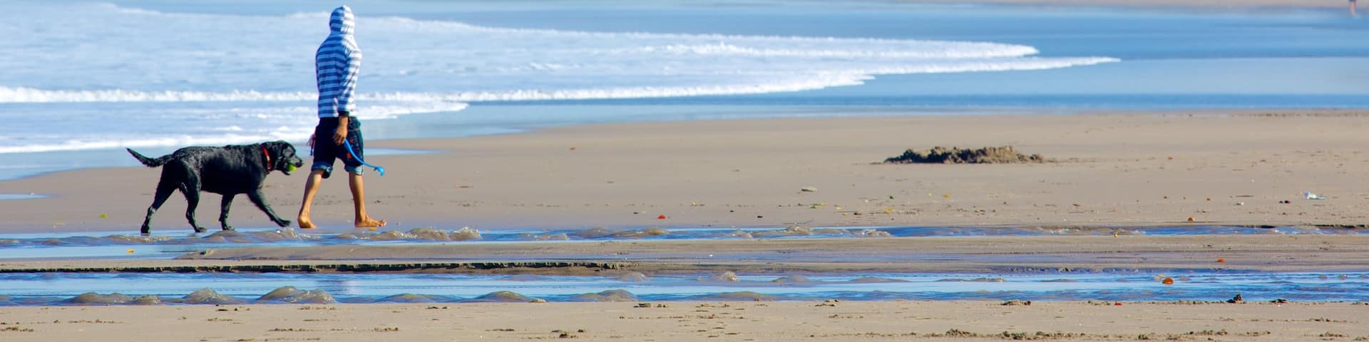 Seminyak showing a beach and cuddly or friendly animals as well as an individual male