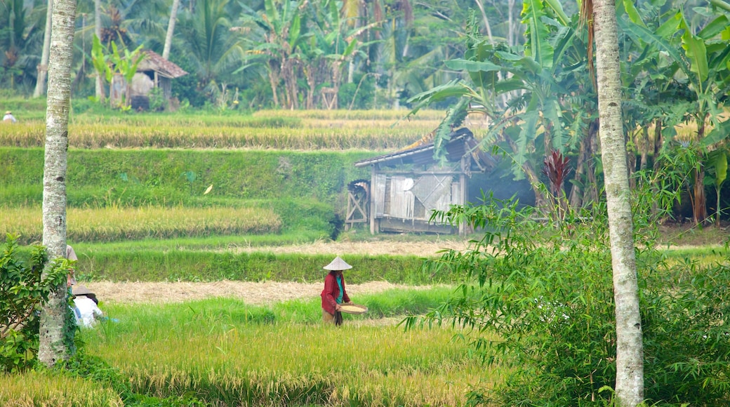 Bali som viser åkre