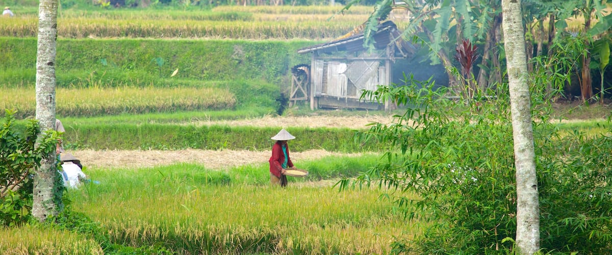 Bali which includes farmland