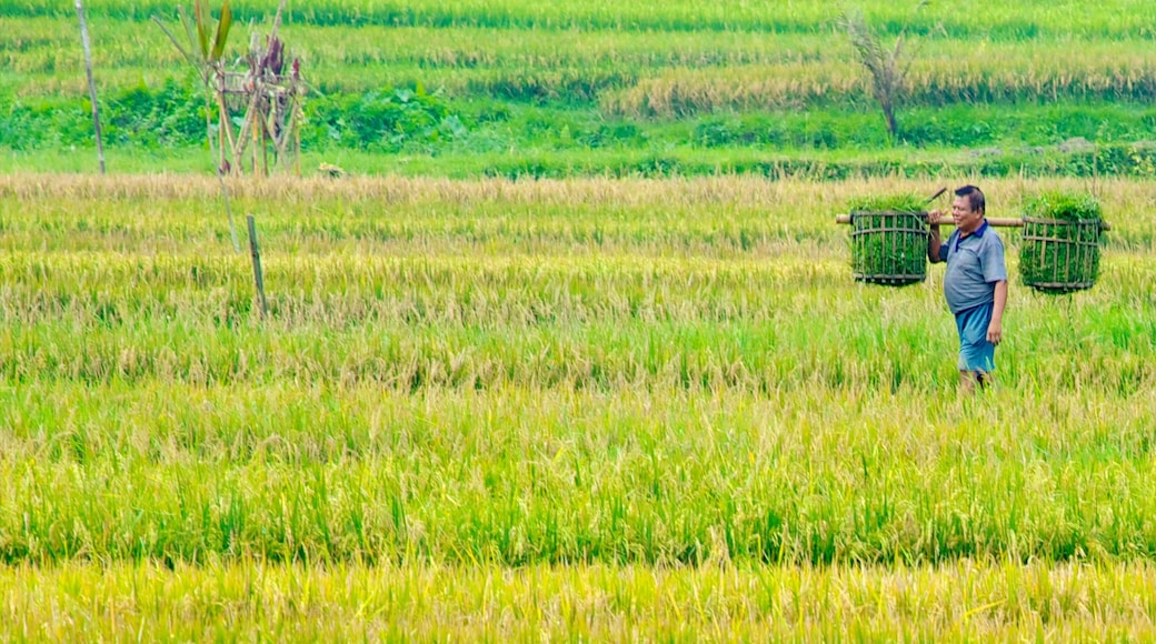 Bali mit einem Farmland sowie einzelner Mann