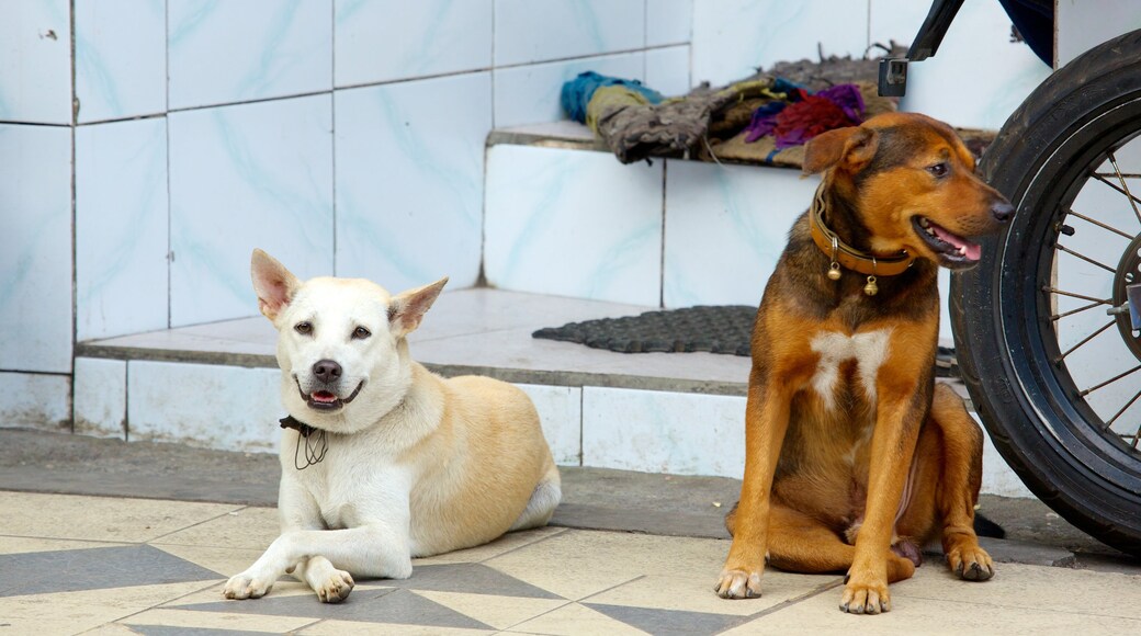 Kuta inclusief schattige dieren