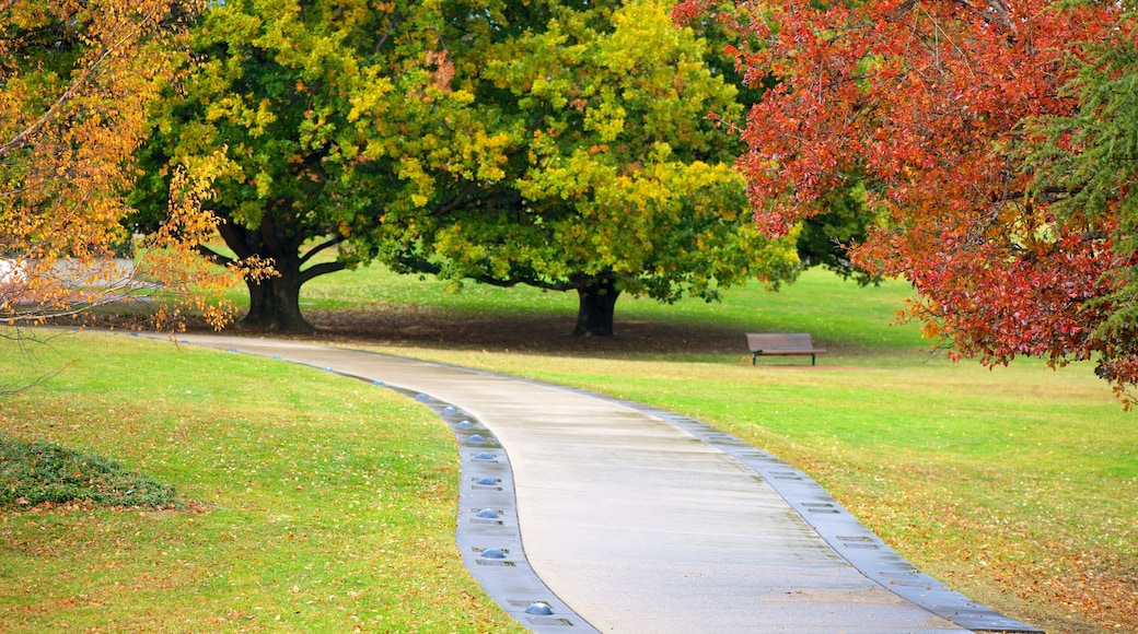 Australian Capital Territory showing a garden and autumn colours