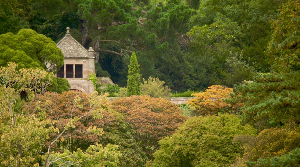 Mount Stewart House and Gardens mostrando colori d\'autunno e paesaggio forestale