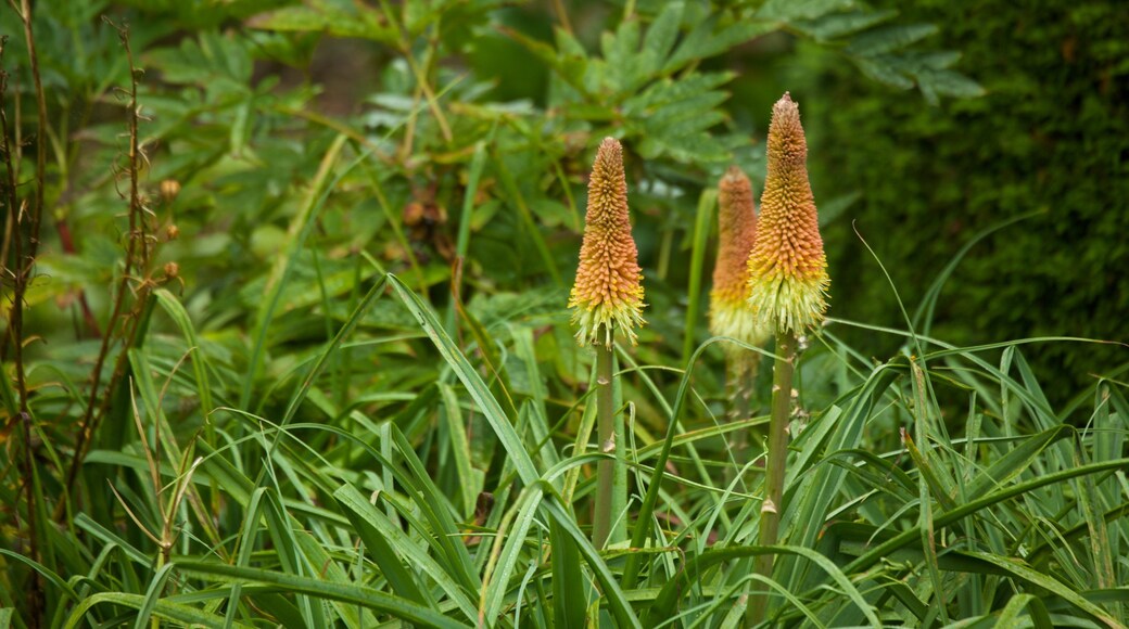 Mount Stewart House and Gardens che include fiori di campo, fiori e parco