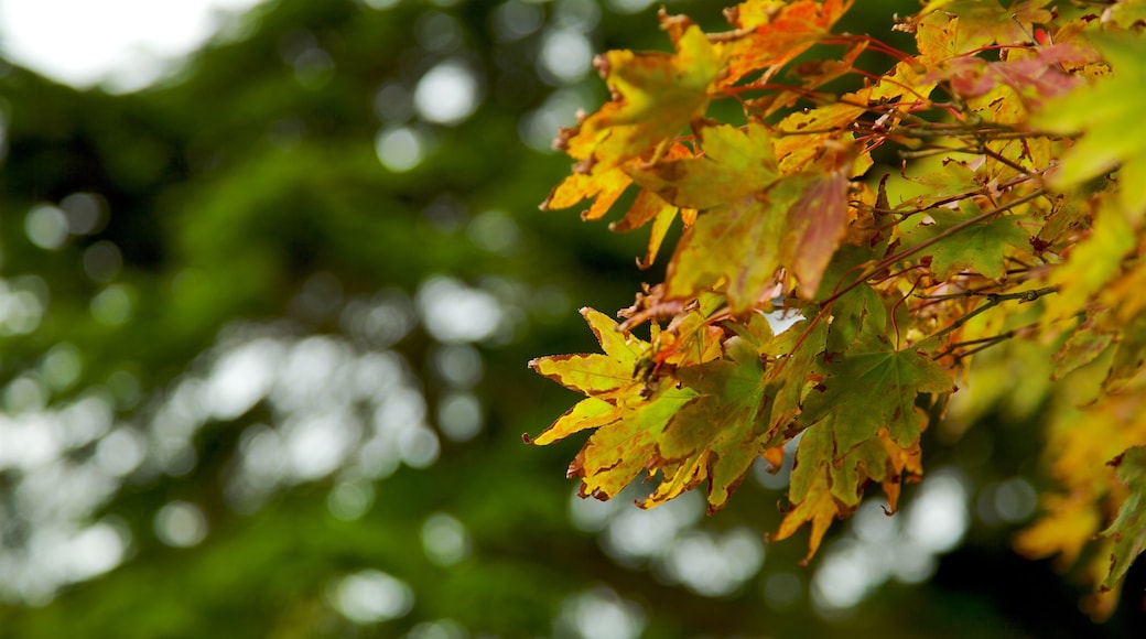 Manoir de Mount Stewart et jardins qui includes feuilles d\'automne