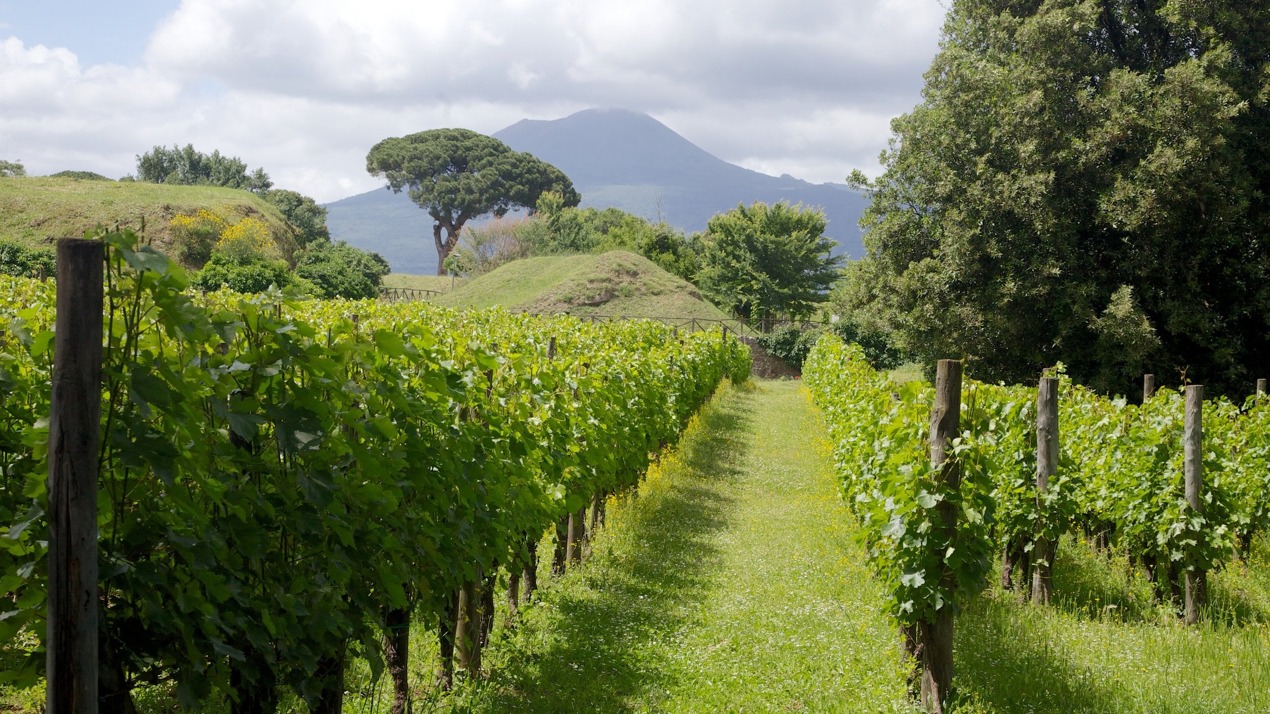 Naples showing farmland