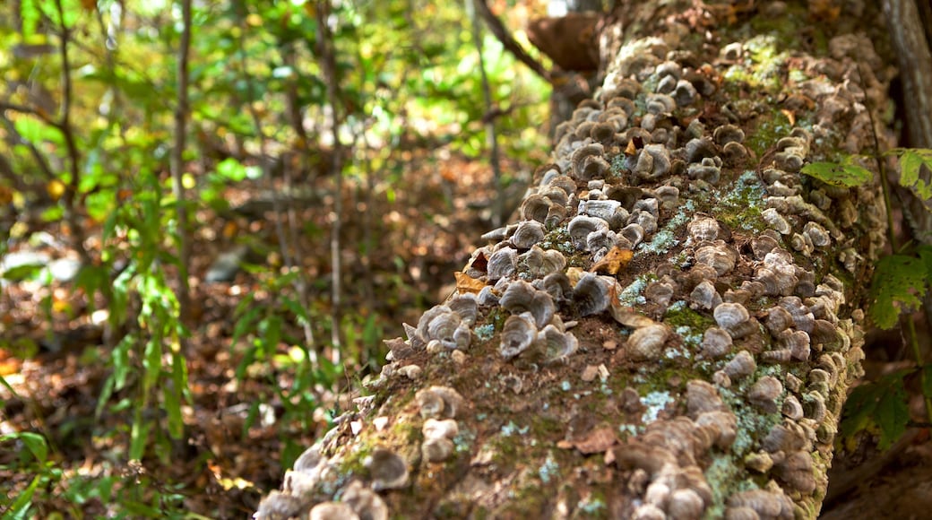 Shenandoah National Park