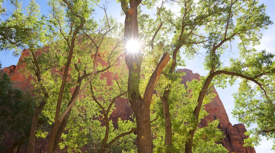 Parque Nacional Zion