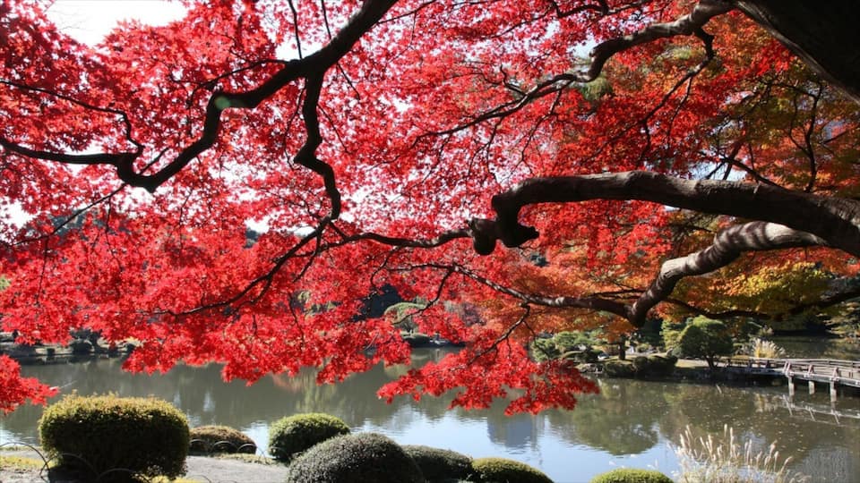 Shinjuku showing a garden, a pond and wild flowers