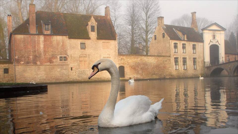 Begijnhof toont mist of nevel, vogels en een rivier of beek