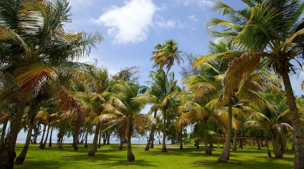 Luquillo Beach featuring trooppiset näkymät