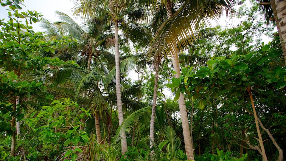 Azul Beach showing tropical scenes and rainforest