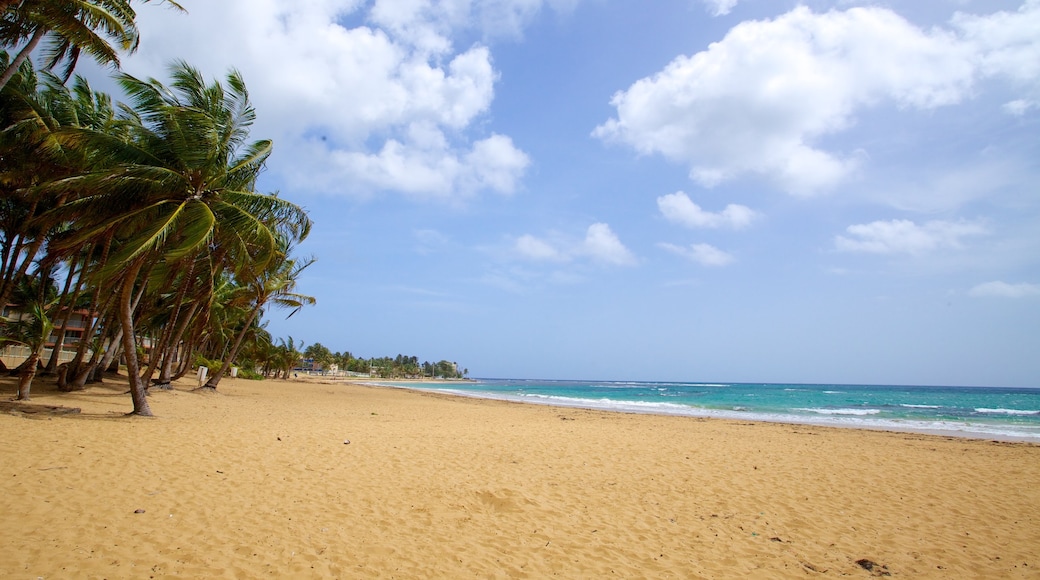 Azul Beach featuring a sandy beach and tropical scenes