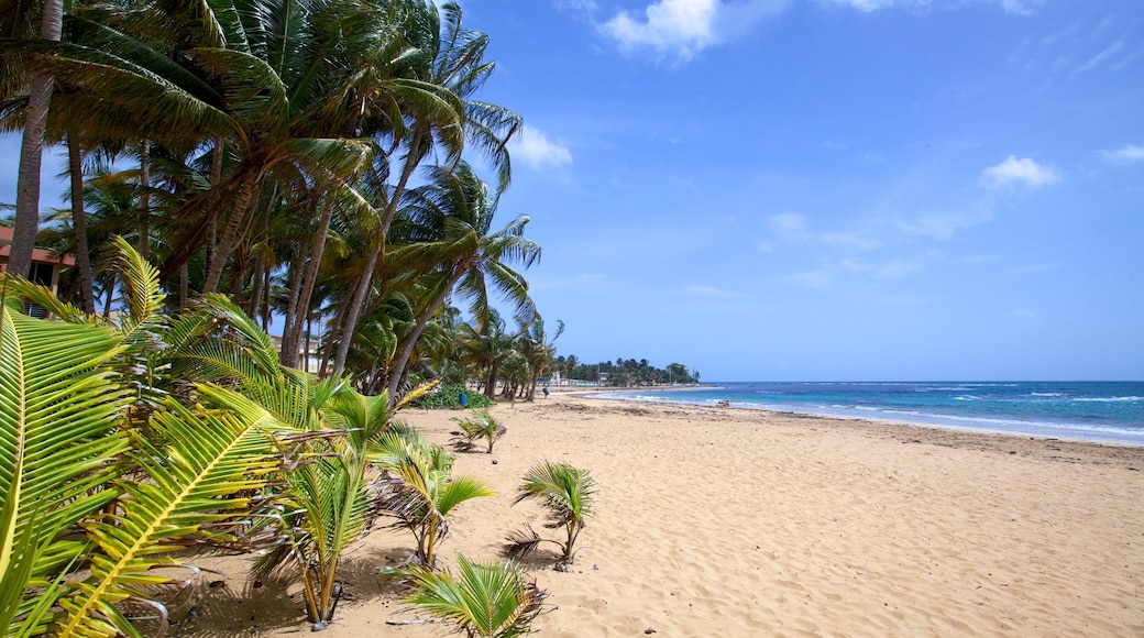 Playa Azul que incluye escenas tropicales y una playa de arena