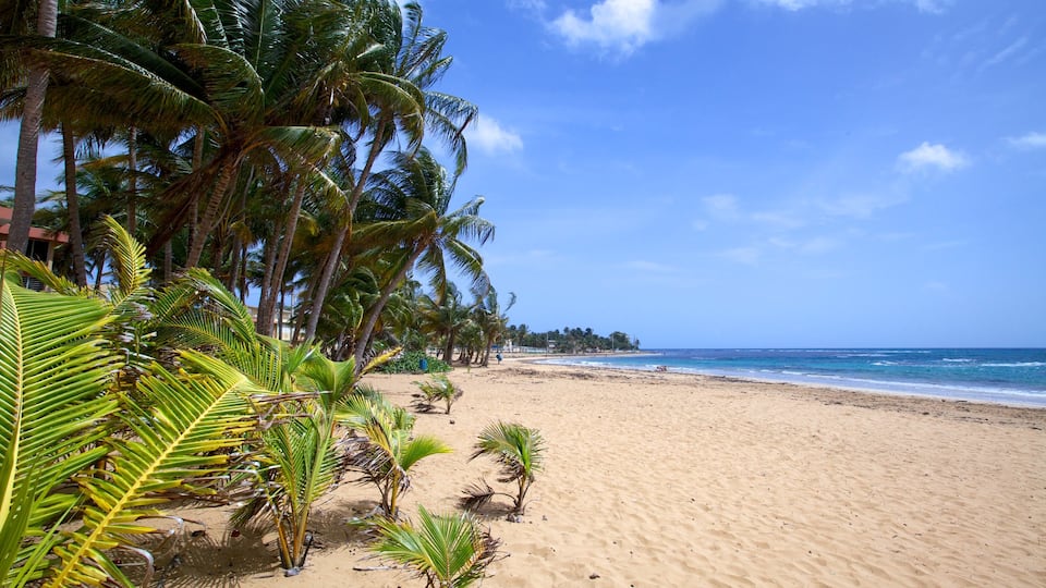 Azul Beach showing tropical scenes and a sandy beach