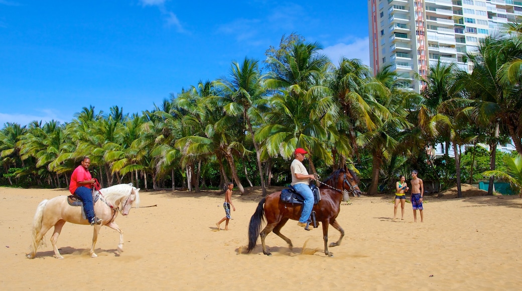 Azul Beach showing horse riding, land animals and a beach