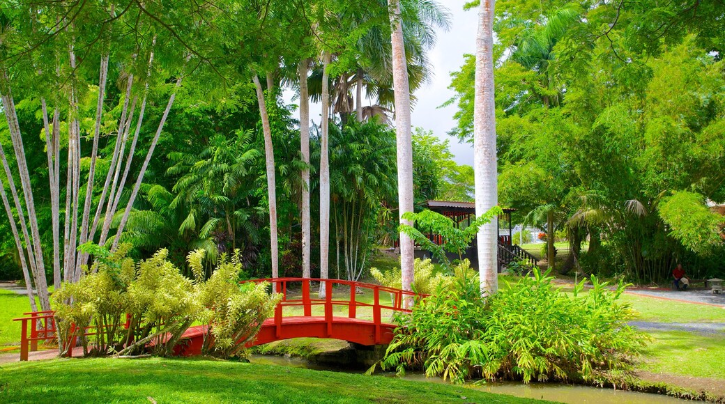 Jardin Botanico showing a bridge, tropical scenes and a park