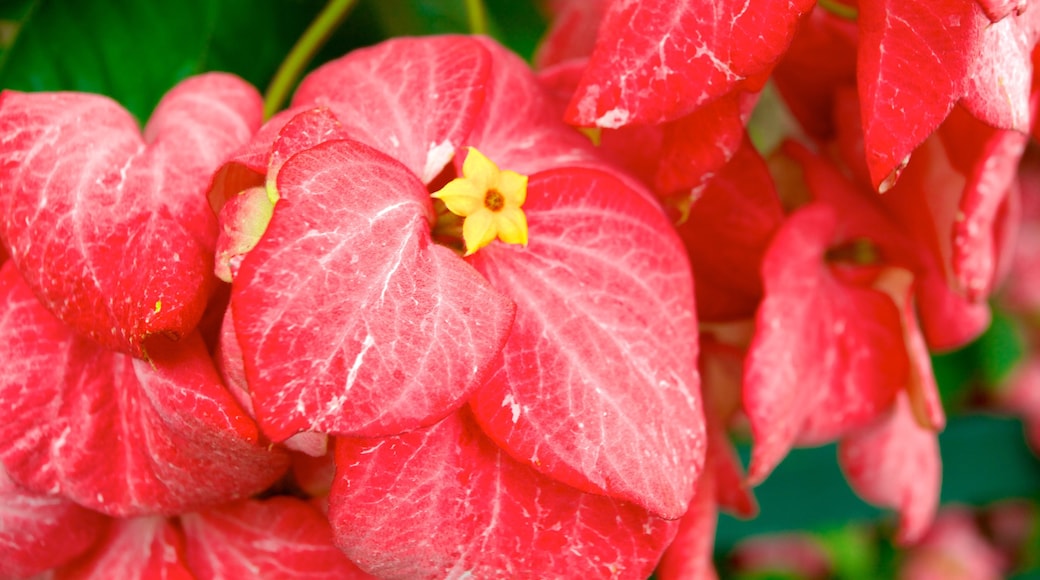 Jardin Botanico toont wilde bloemen en bloemen