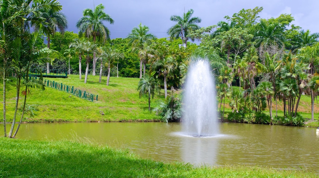 Jardin Botanico toont een vijver, een park en tropische uitzichten