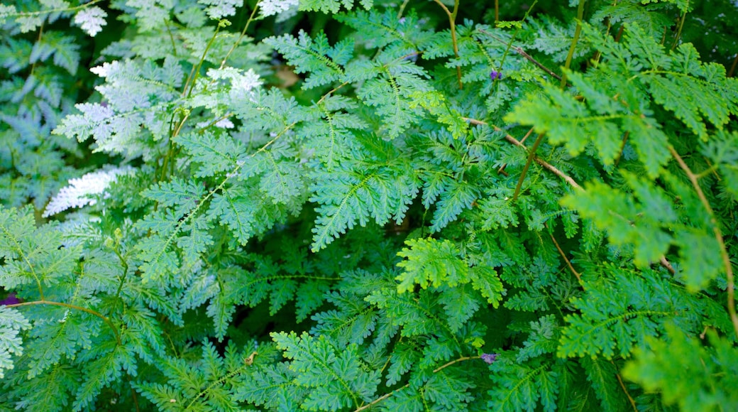 Jardin Botanico植物園 设有 公園