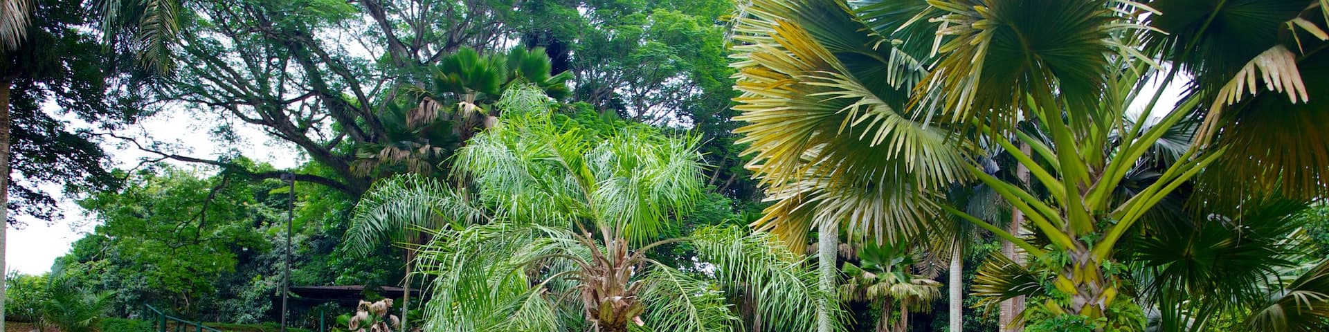Jardin Botanico featuring a pond, tropical scenes and a park