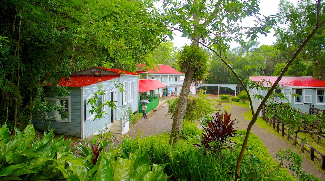 Hacienda Buena Vista showing rainforest and a small town or village