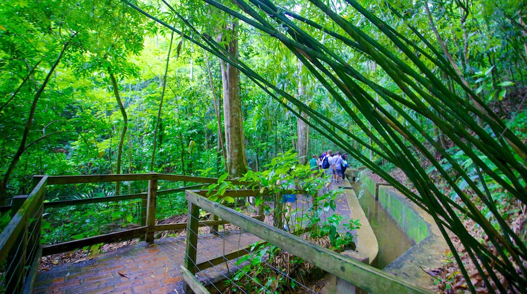 Hacienda Buena Vista which includes hiking or walking and rainforest