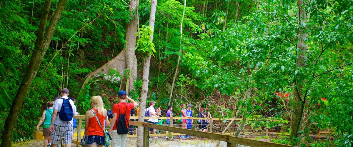 Hacienda Buena Vista featuring rainforest and hiking or walking as well as a large group of people