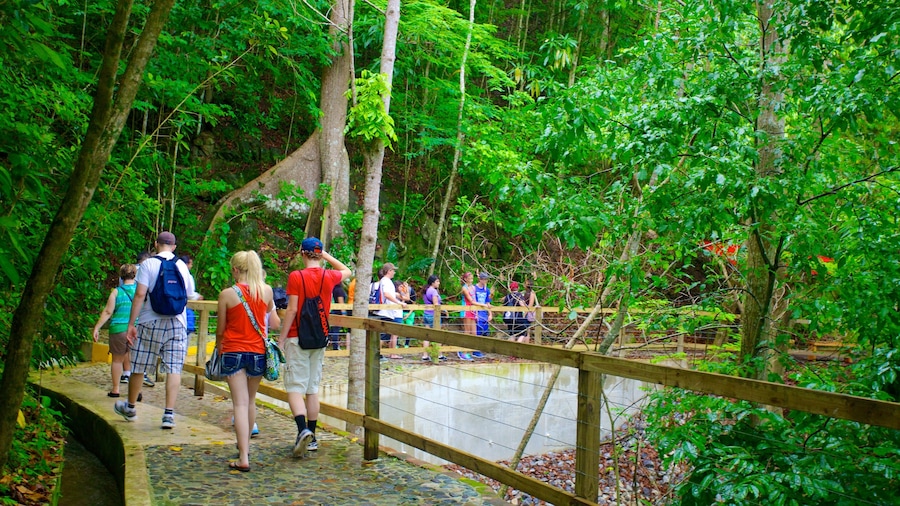 Hacienda Buena Vista mostrando bosque tropical y senderismo o caminatas y también un grupo grande de personas