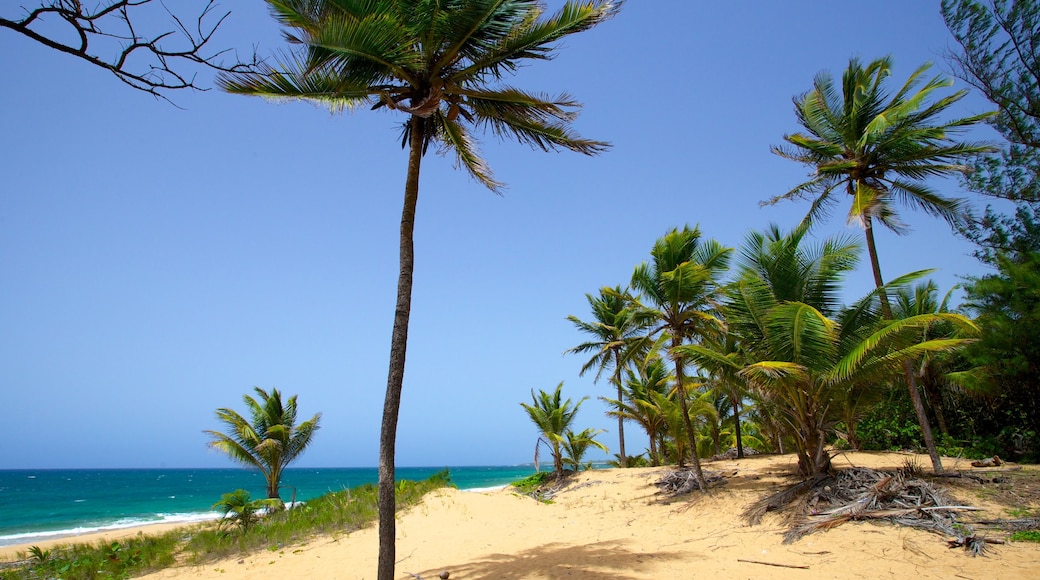 Puerto Rico som omfatter tropiske områder og en strand