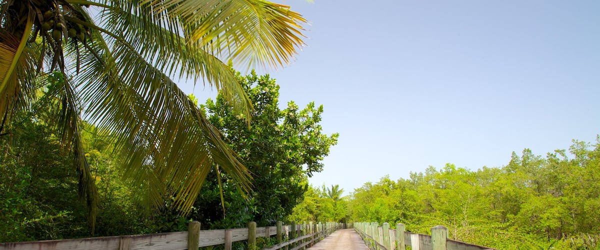 Puerto Rico featuring forest scenes