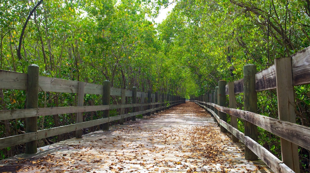 Puerto Rico ofreciendo imágenes de bosques