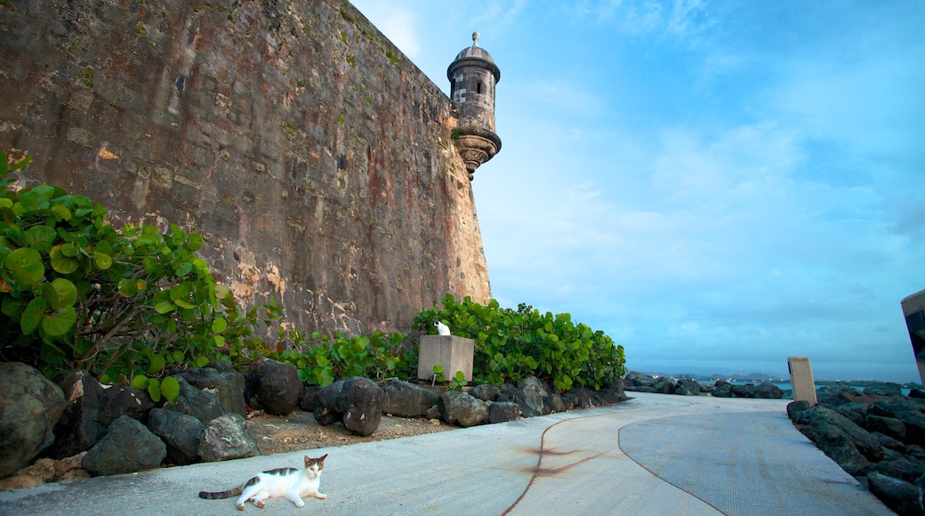 San Juan showing cuddly or friendly animals and heritage elements