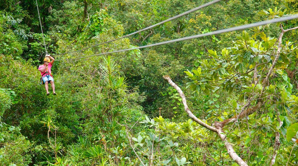 Figi mostrando teleferica e paesaggio forestale cosi come ragazzo