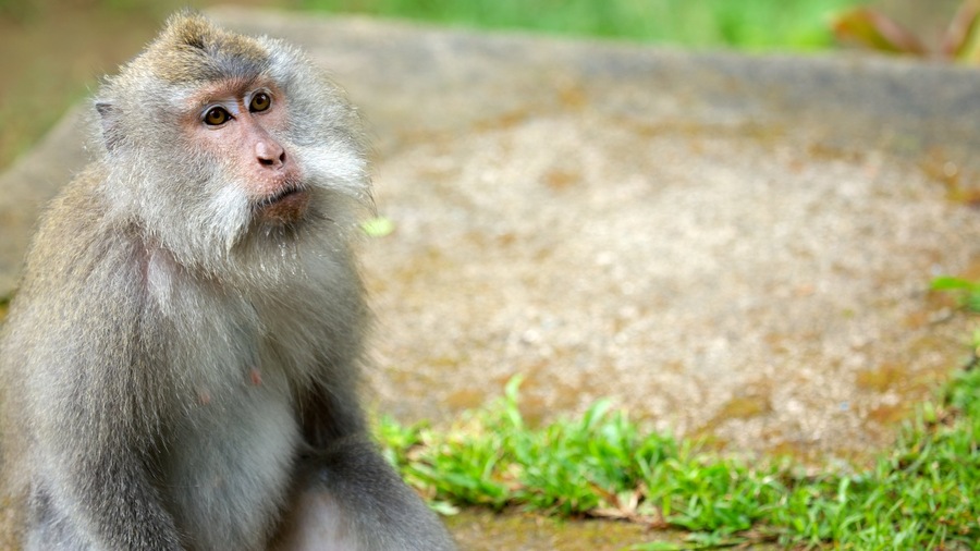 Lombok showing animals