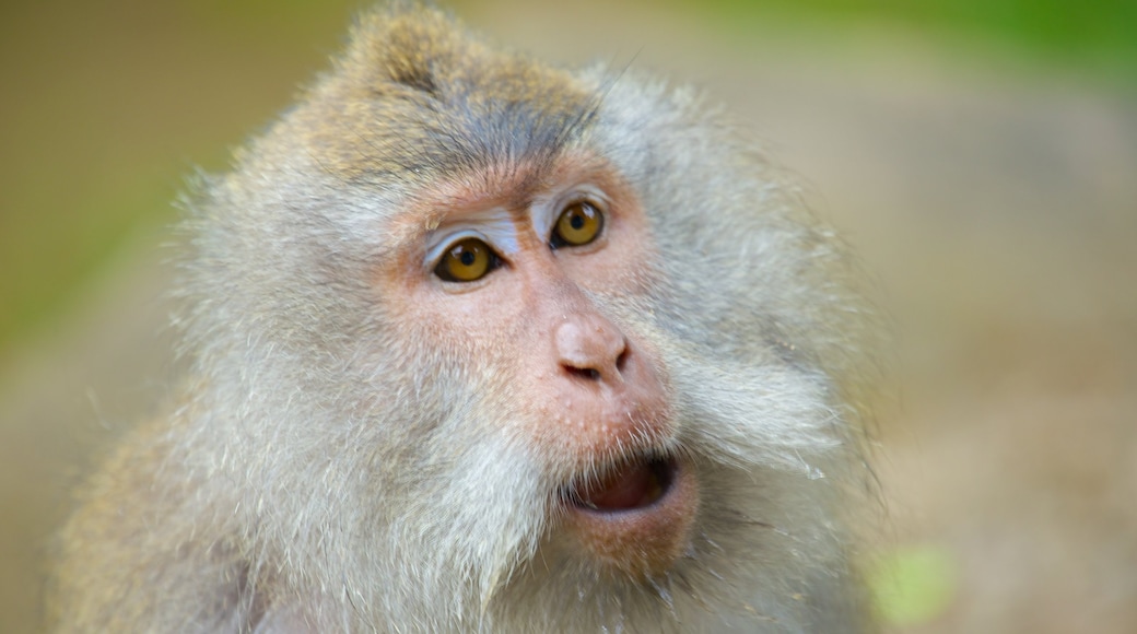 Lombok showing cuddly or friendly animals and animals