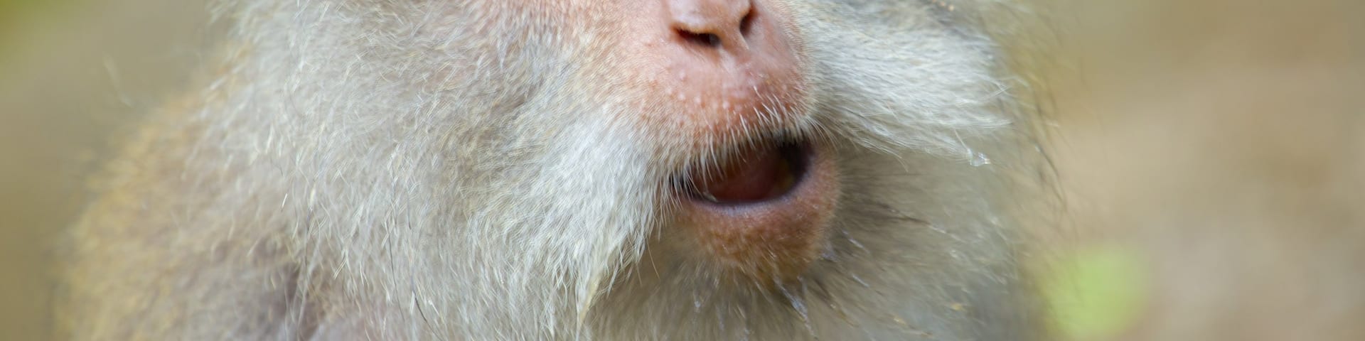 Lombok showing cuddly or friendly animals and animals