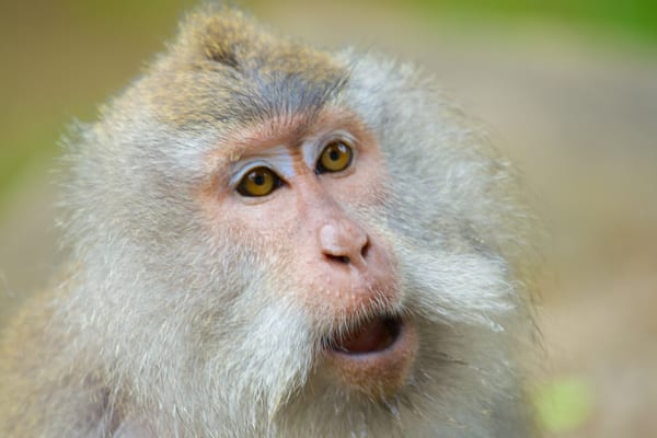 Lombok mettant en vedette animaux domestiques ou inoffensifs et animaux