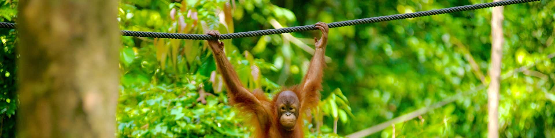 Sepilok Orang Utan Sanctuary showing cuddly or friendly animals and zoo animals