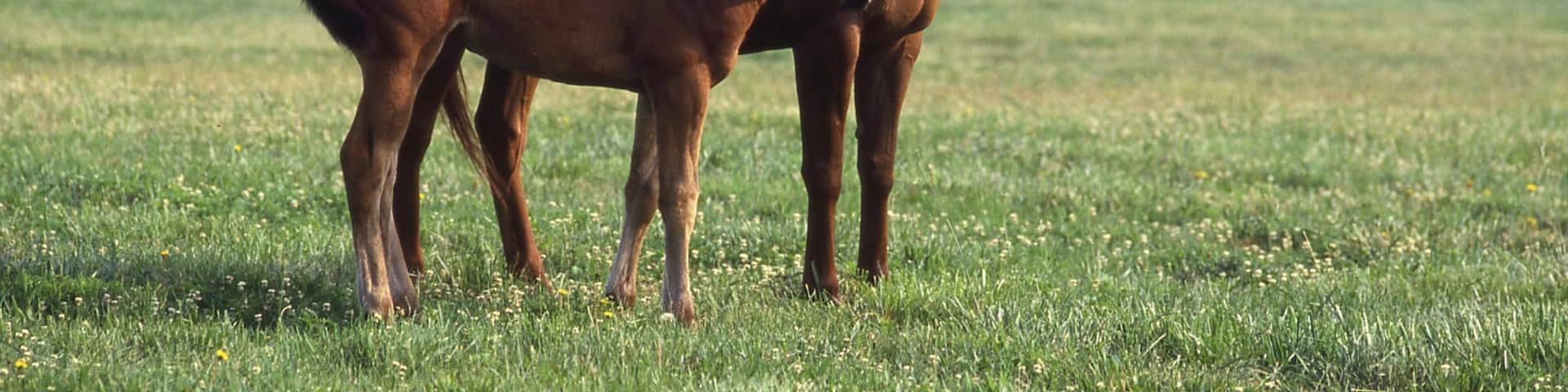 Kentucky Horse Park showing land animals