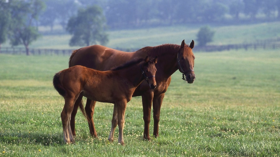 Kentucky Horse Park