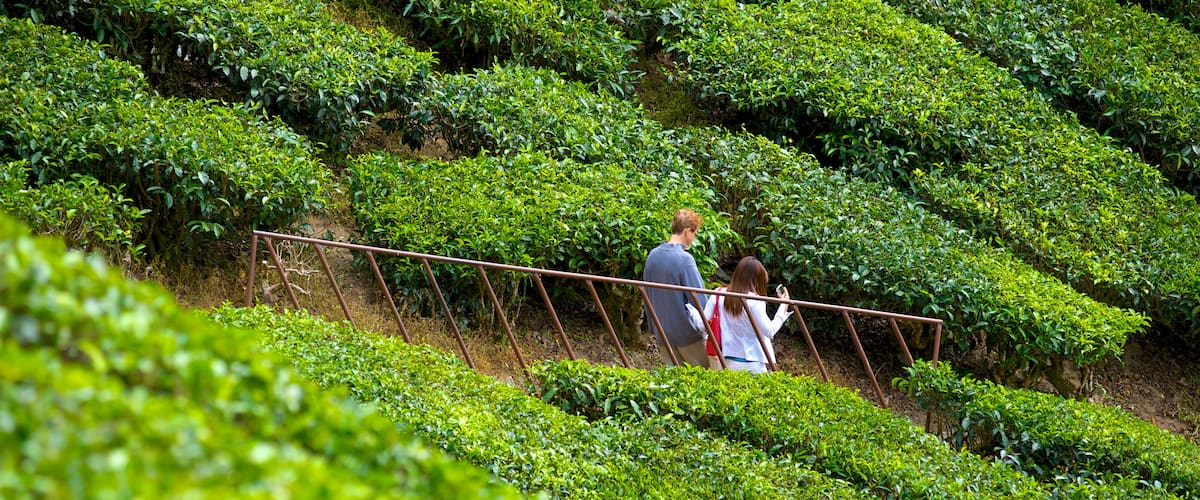 Cameron Highlands joka esittää maatila ja patikointi tai kävely sekä pari