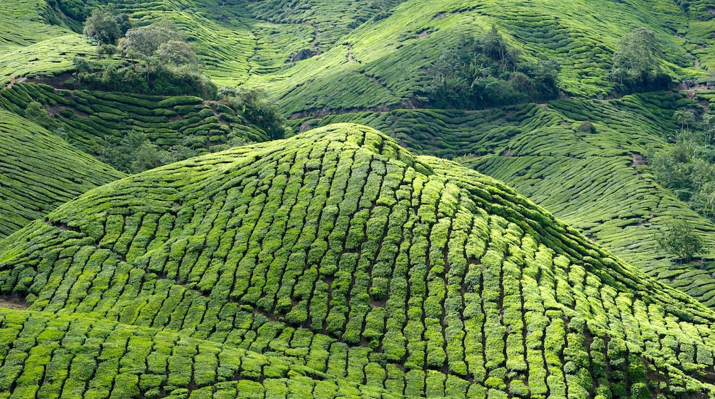 Cameron Highlands presenterar landskap och berg