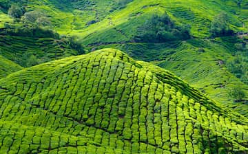 2021 Cameron Highlands Travel Guide Expedia Malaysia