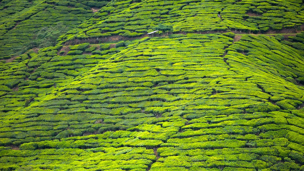 Cameron Highlands welches beinhaltet Farmland und Landschaften