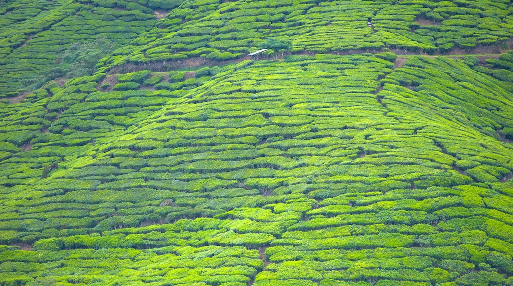 Cameron Highlands welches beinhaltet Farmland und Landschaften