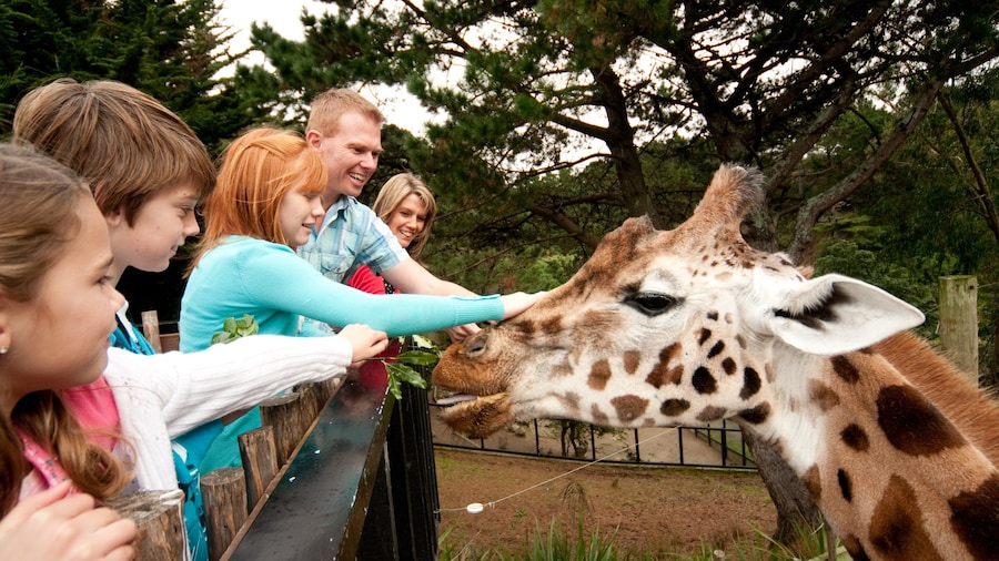 Wellington Zoo which includes zoo animals and land animals as well as a large group of people