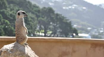 Wellington Zoo showing zoo animals and cuddly or friendly animals