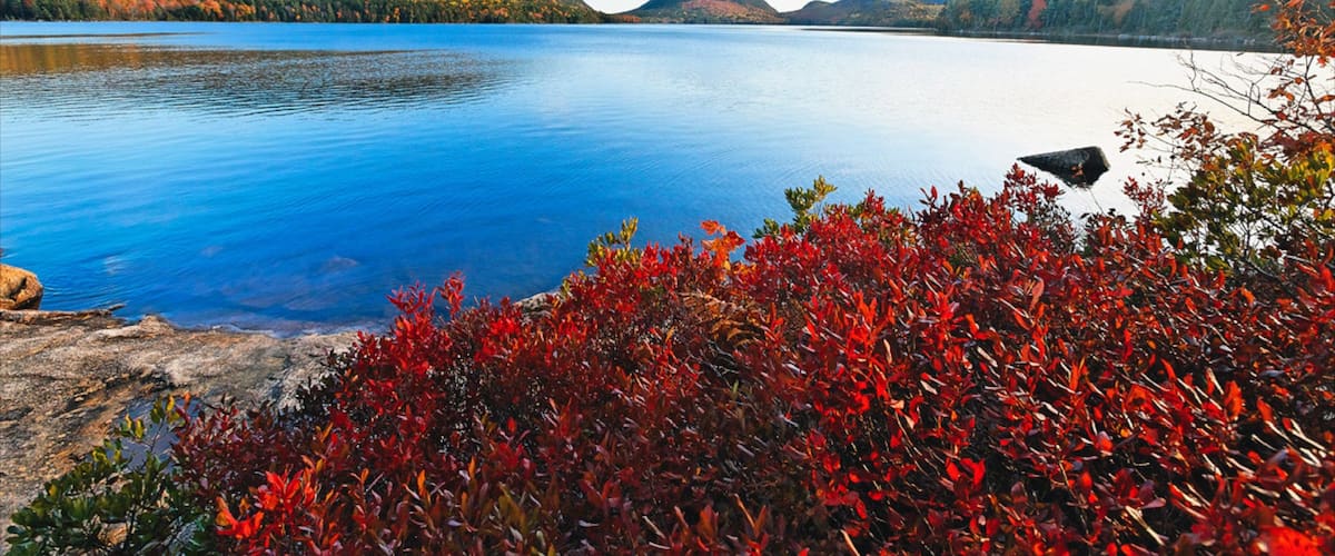 Bar Harbor ซึ่งรวมถึง วิวทิวทัศน์, ดอกไม้ป่า และ อ่าวหรือท่าเรือ